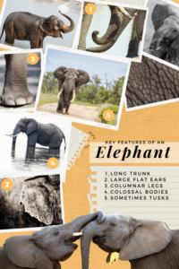 Elephant Drawing for Kids - How to draw an Elephant Key Features min